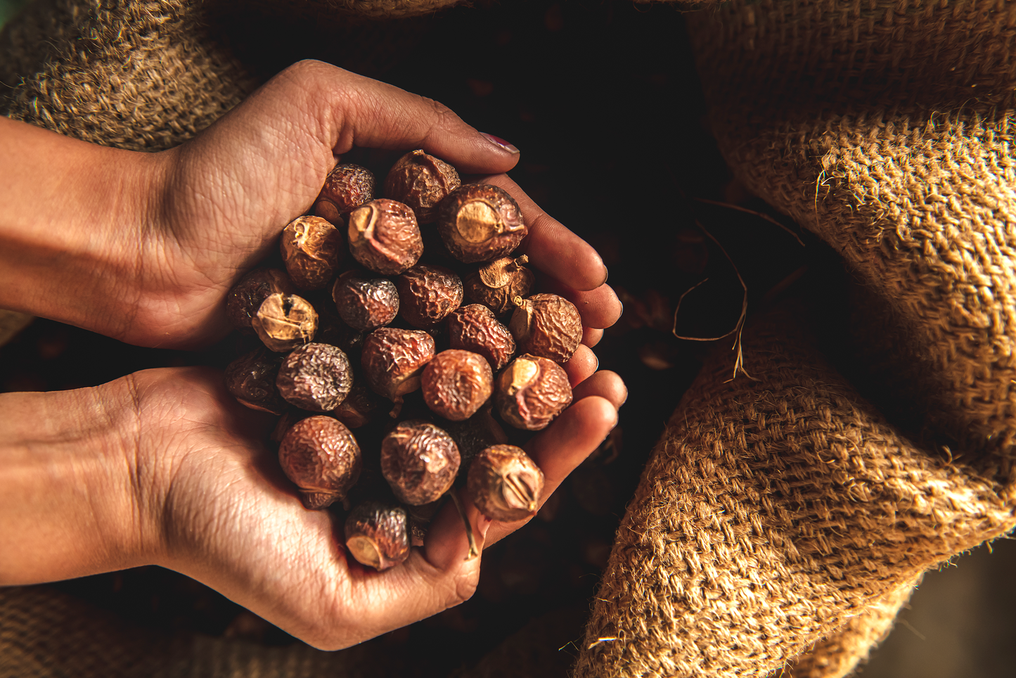 Soapnuts, An Academic Research - BubbleNut Wash